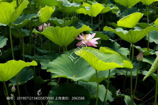 荷花