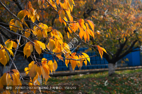 陽(yáng)光照在樹葉上