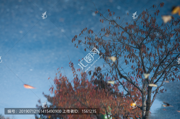 水中樹(shù)倒影
