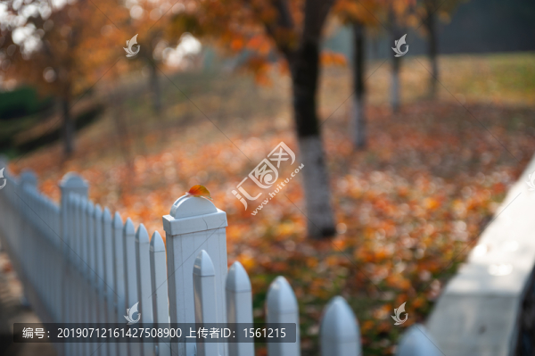 柵欄上的紅葉