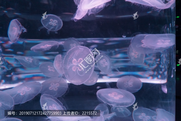 水母