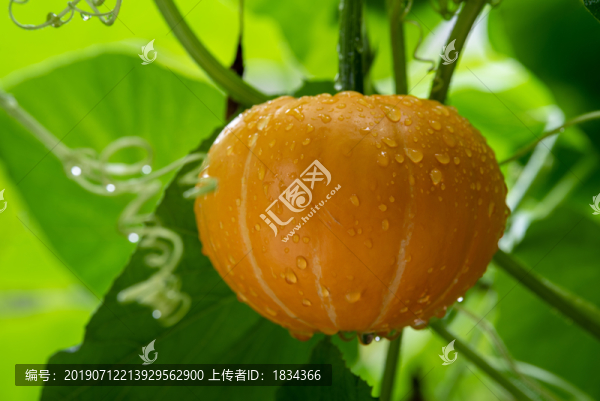 金瓜