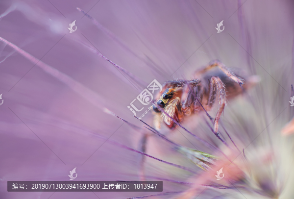跳蛛