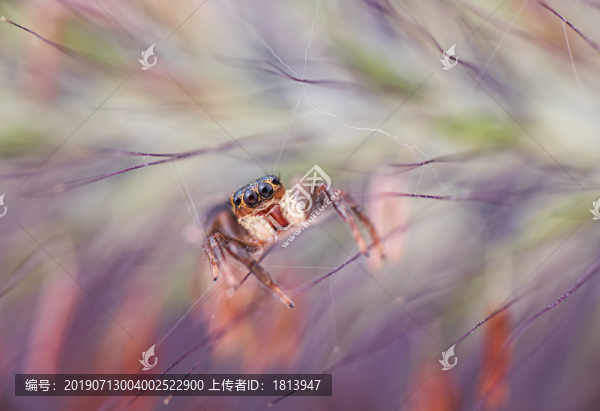 跳蛛