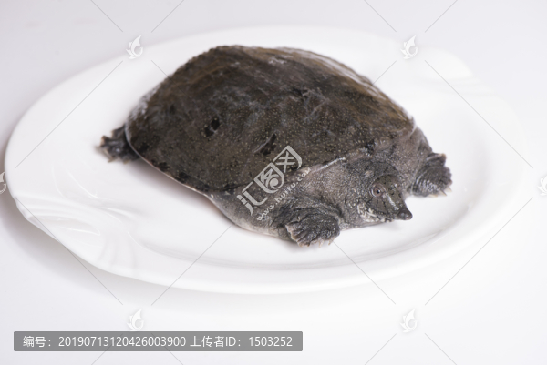 甲魚