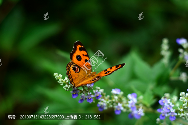 花蝴蝶與紫野花