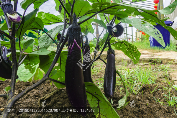 蔬菜園茄子