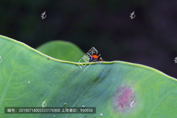 甲蟲
