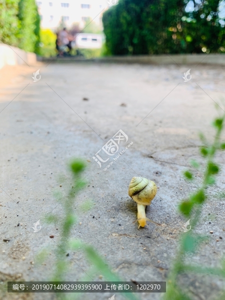 蝸牛