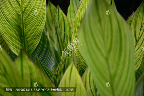 綠色背景