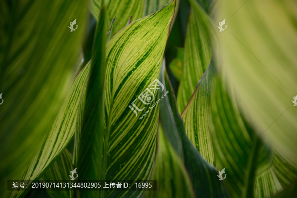 綠色背景