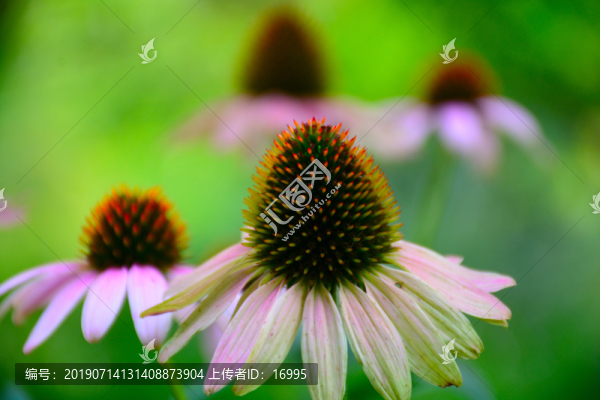 紫松果菊