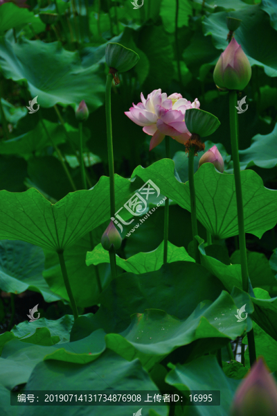 荷花