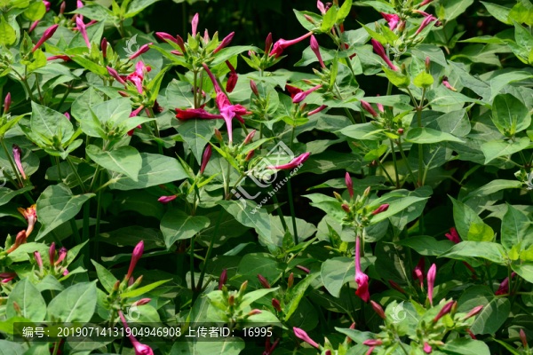 紫茉莉