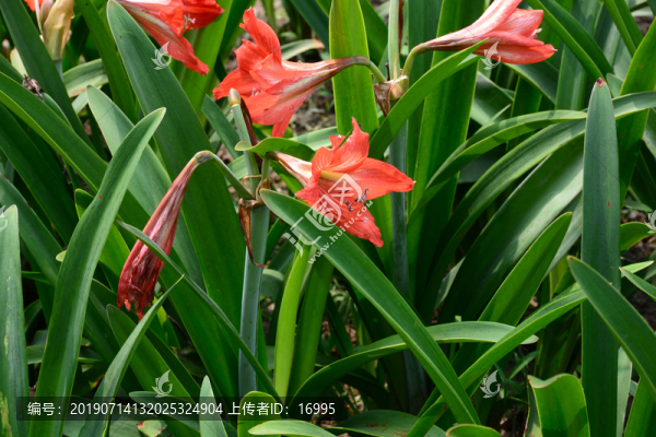 朱頂紅