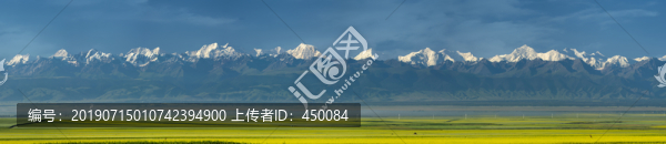 油菜花