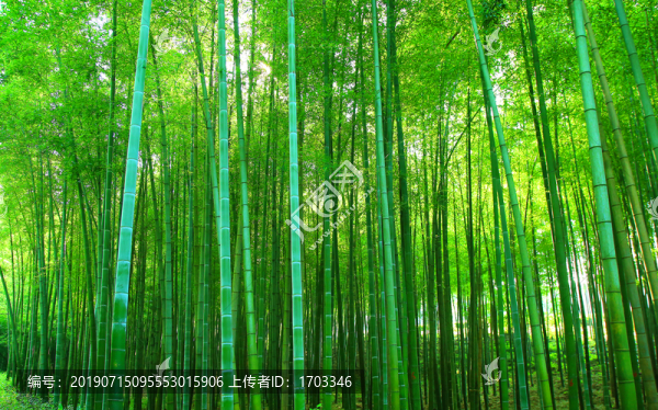 竹林