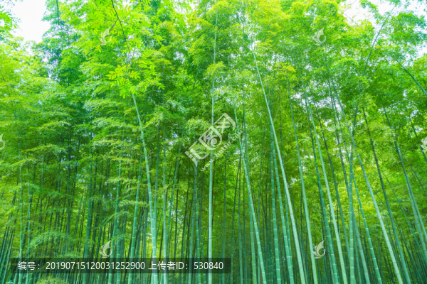 綠竹林