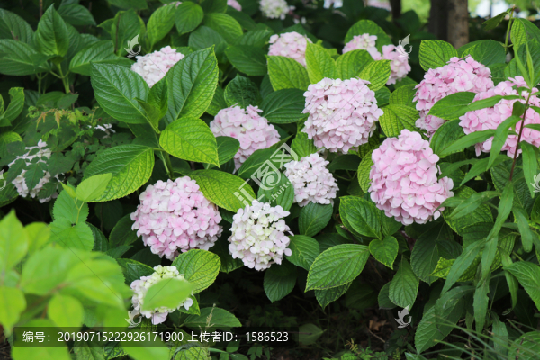 紫陽花繡球花