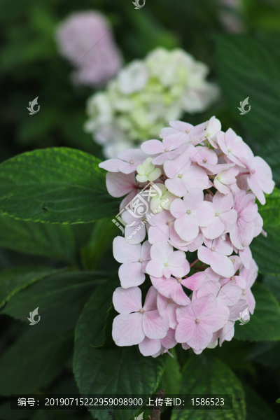 紫陽花繡球花