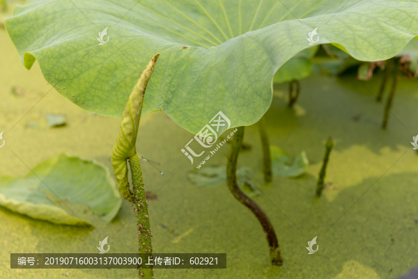 蜻蜓荷葉
