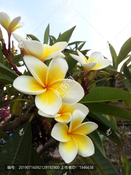 雞蛋花