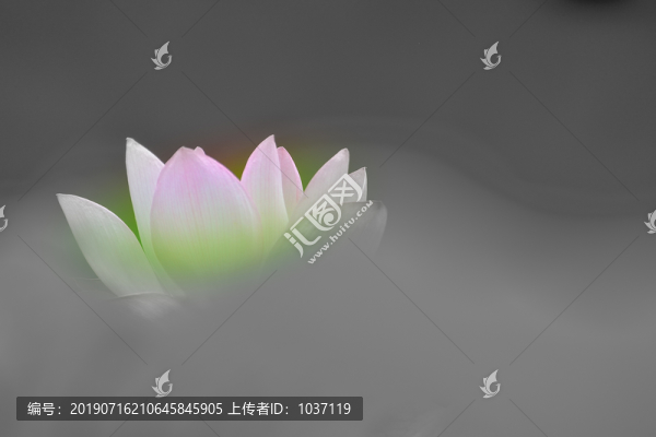 美麗荷韻