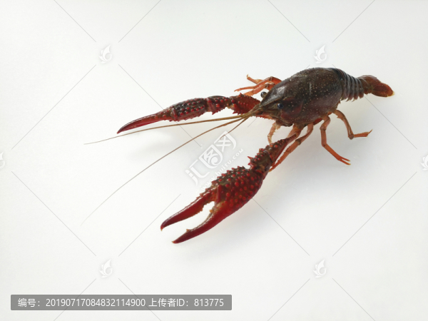 垂釣小龍蝦靜物