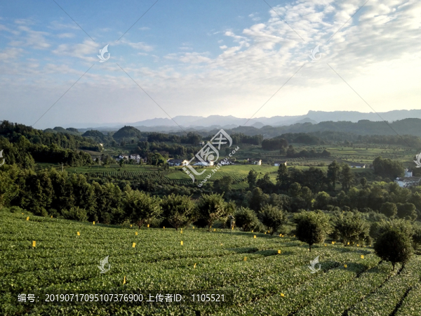 茶山