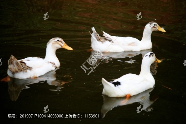 鴨子