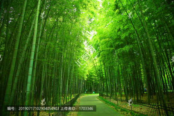 竹林