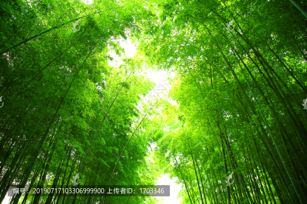 竹林