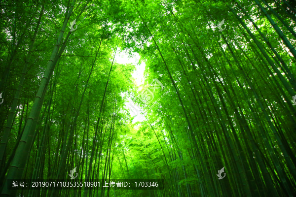 竹林