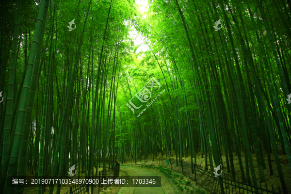 竹林