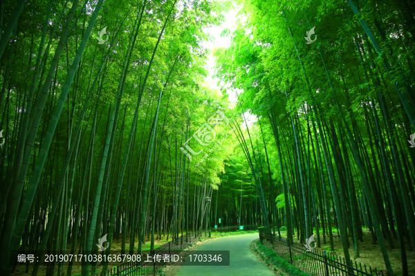 竹林