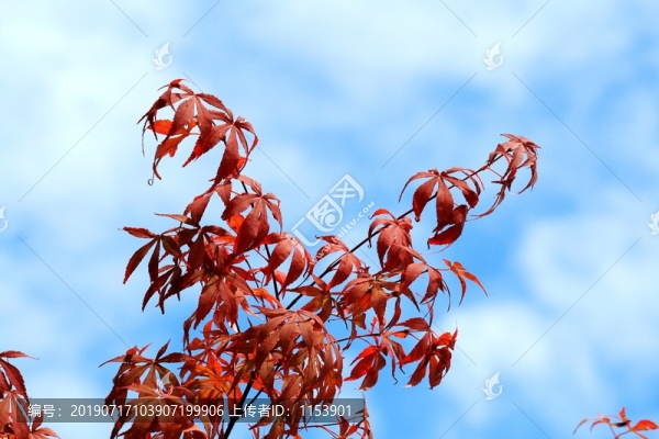 楓葉