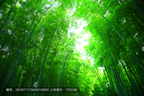 竹林