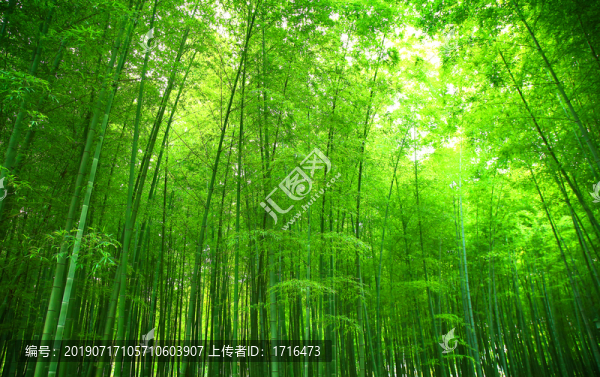 竹林
