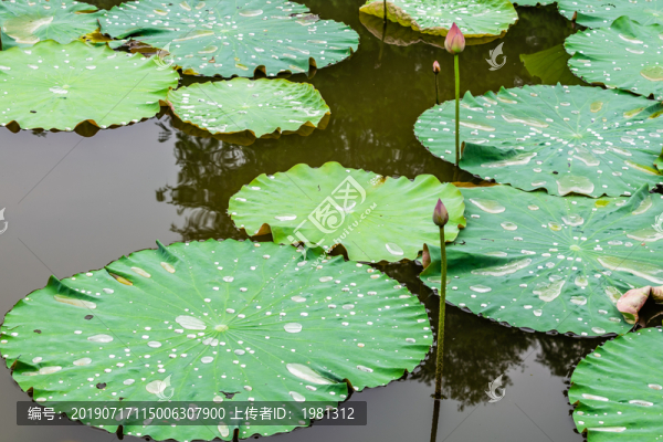 荷