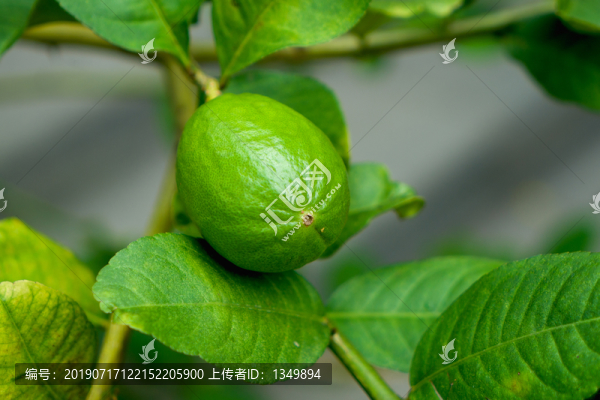 檸檬樹(shù)
