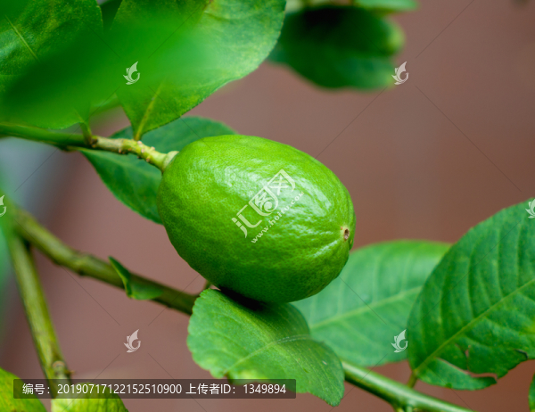 檸檬樹