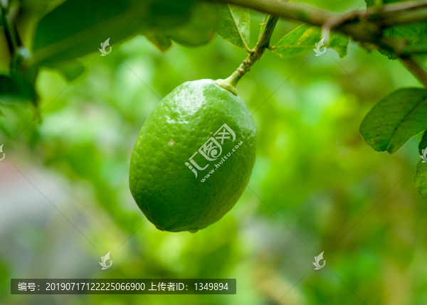 檸檬樹