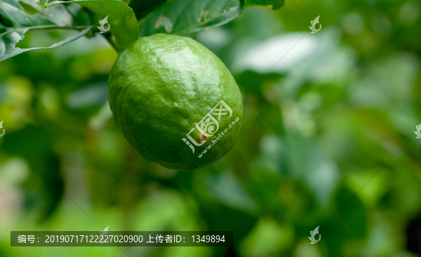 檸檬樹(shù)