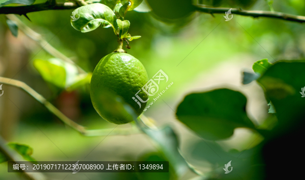 檸檬樹