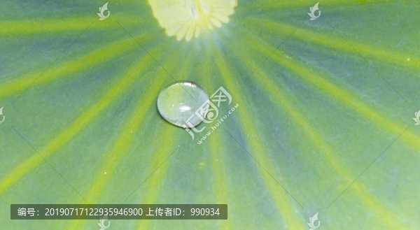 荷葉上的露珠