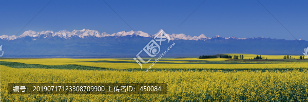 油菜花