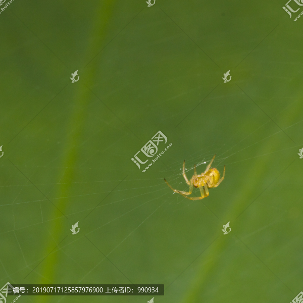 蜘蛛昆蟲