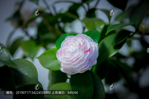 抓破美人臉