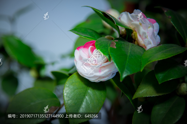 抓破美人臉