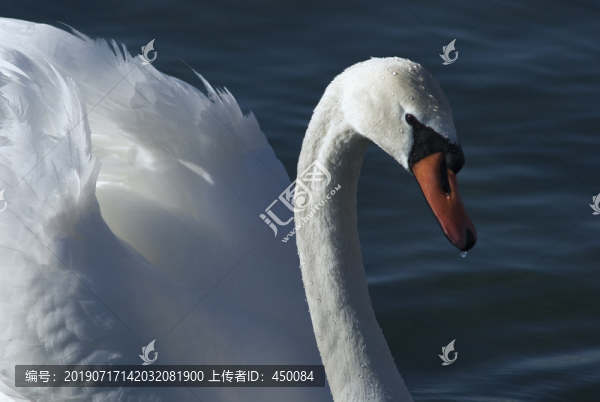 天鵝